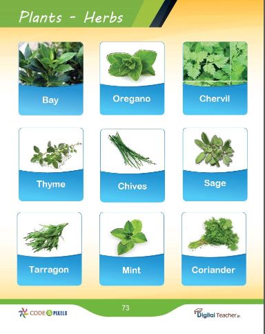 Type of plants and herbs pictures with examples