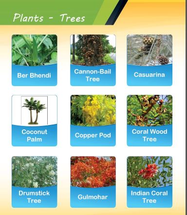 Plants and Trees names: types of plants and trees in English with pictures examples